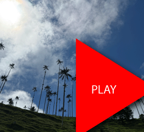 Beyond Colombia Tours | La Carbonera Wax Palm Forest Hike & Downhill on Bike