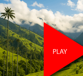 Beyond Colombia Tours | Cocora Wax Palm Valley Hike Tour Experience (3h)