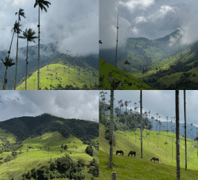 Beyond Colombia Tours | La Carbonera Wax Palm Forest Hike & Downhill on Bike