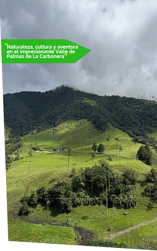 Beyond Colombia Tours | Tour: La Carbonera Wax Palm Forest Hike & Downhill on Bike
