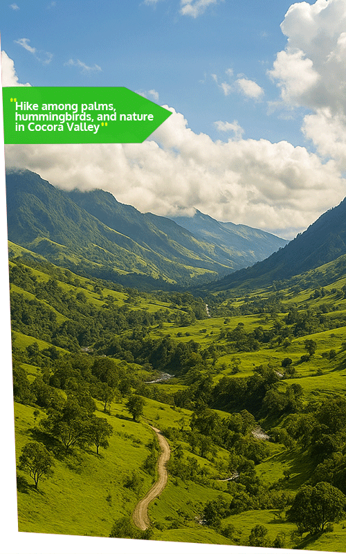 Beyond Colombia Tours | Tour: Cocora Wax Palm Valley Hike Tour Experience (3h)
