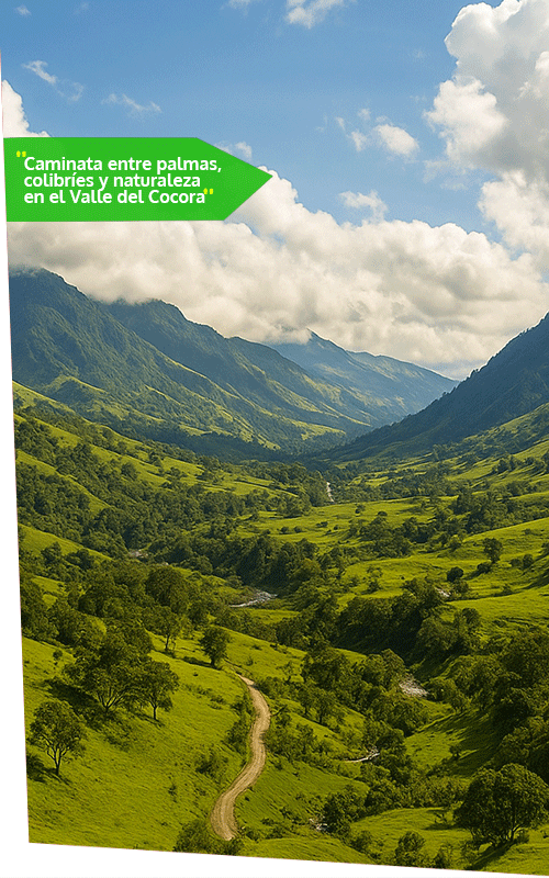 Beyond Colombia Tours | Tour: Cocora Wax Palm Valley Hike Tour Experience (3h)