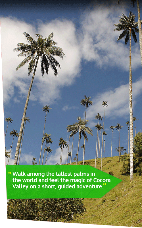 Beyond Colombia Tours | Tour: Valle del Cocora Hike Tour (6h)