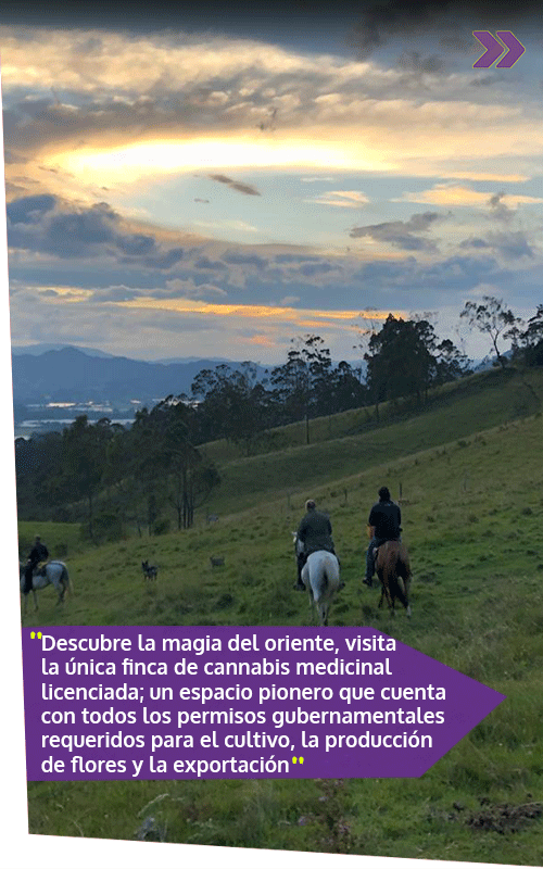 Beyond Colombia Tours | Tour: Medicinal Cannabis Farm Experience