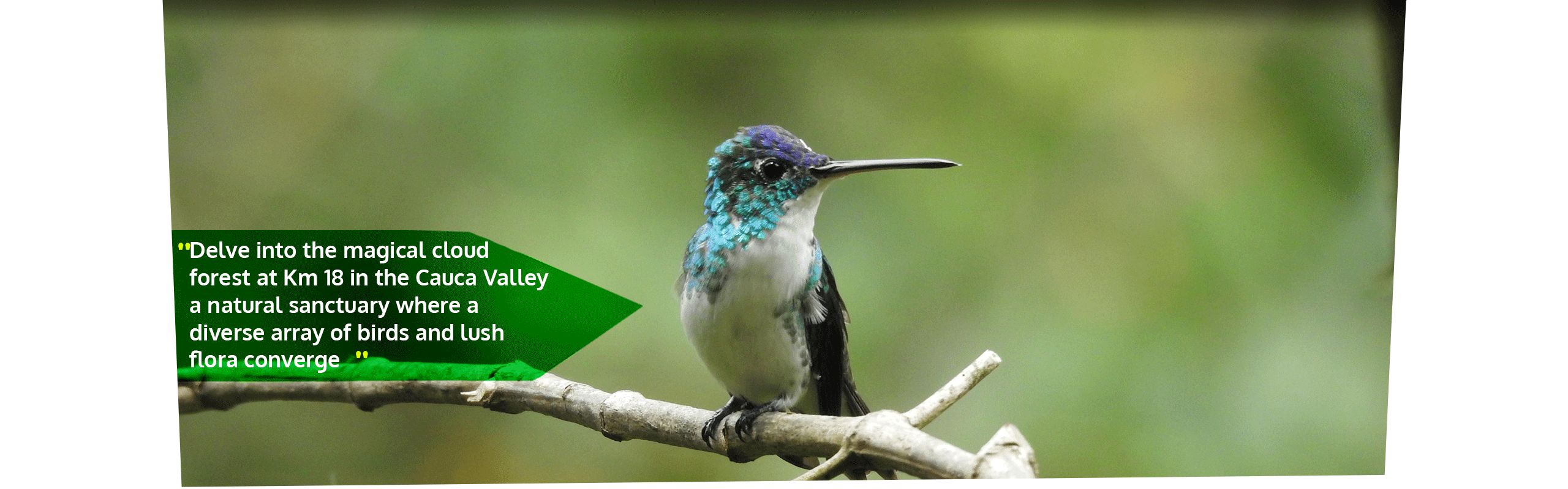 Beyond Colombia Tours | Tour: Birdwatching Tour at KM 18