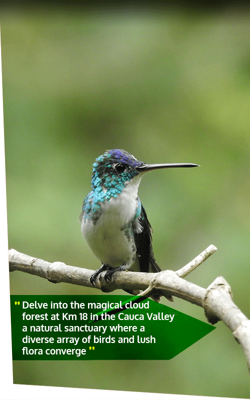 Beyond Colombia Tours | Tour: Birdwatching Tour at KM 18