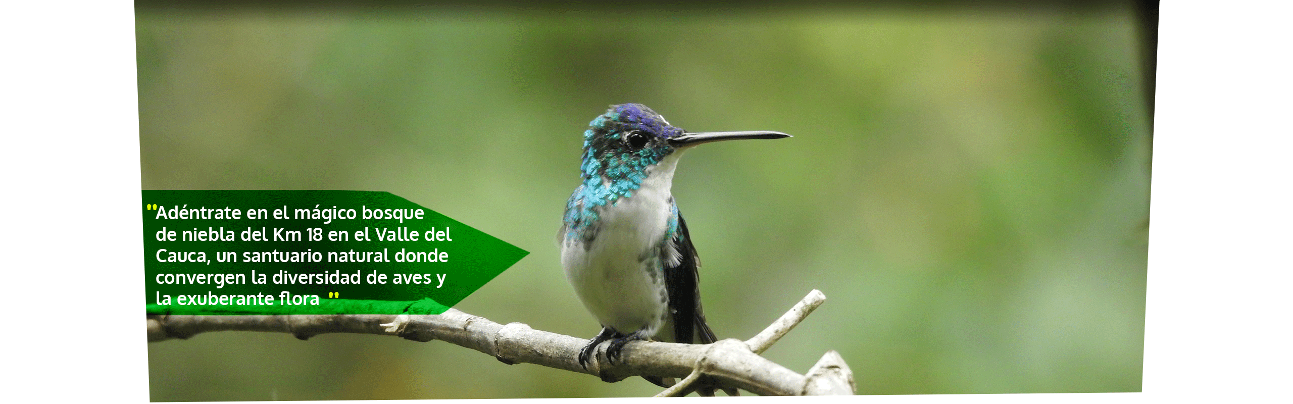 Beyond Colombia Tours | Tour: Tour de Avistamiento de Aves en el KM 18
