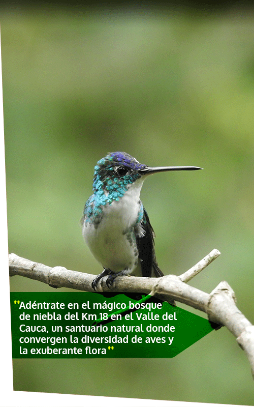 Beyond Colombia Tours | Tour: Birdwatching Tour at KM 18