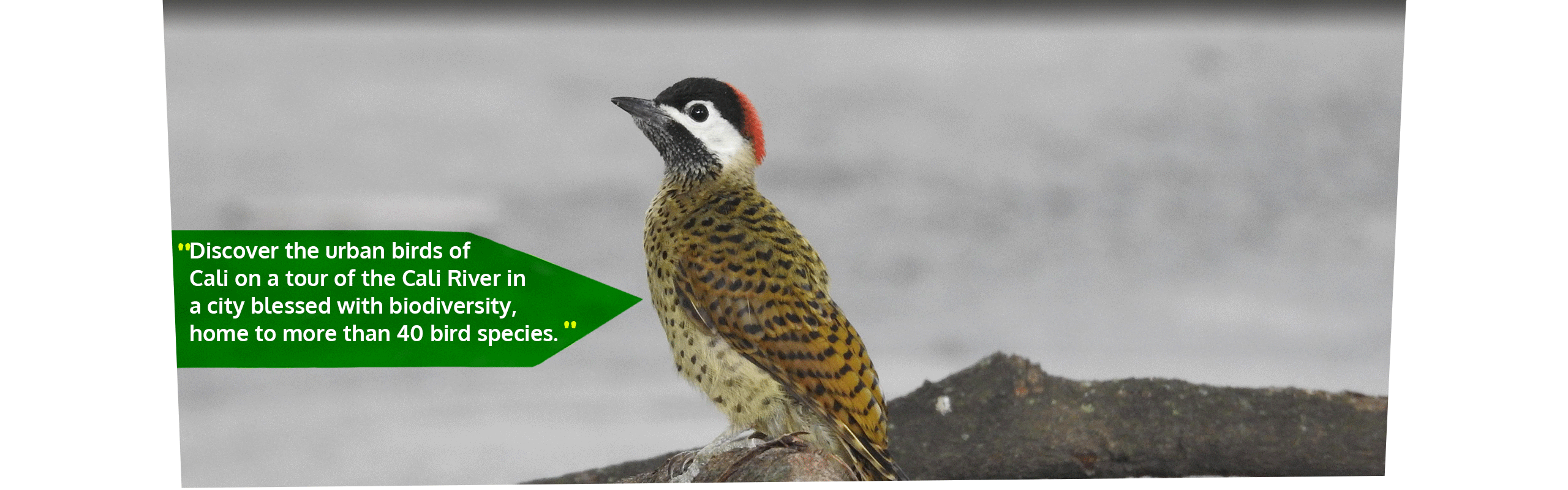 Beyond Colombia Tours | Tour: Birdwatching Tour at Cali River