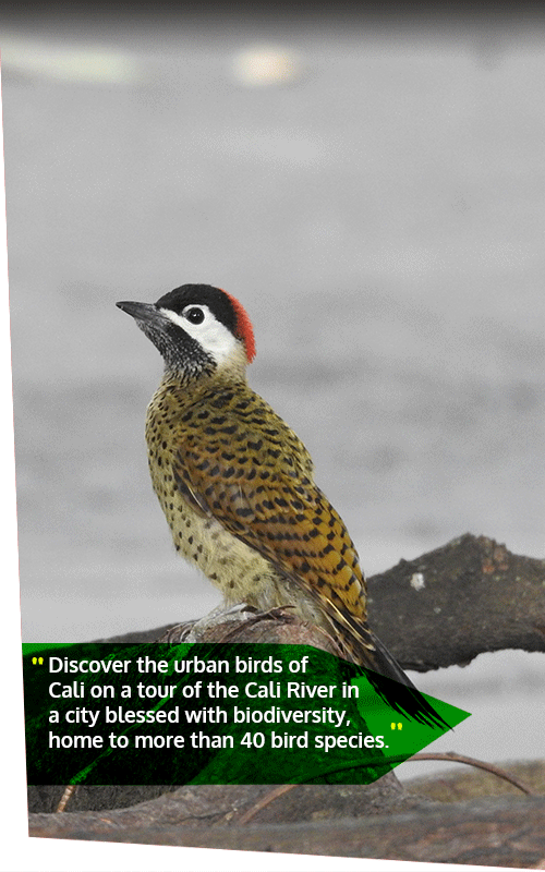 Beyond Colombia Tours | Tour: Birdwatching Tour at Cali River
