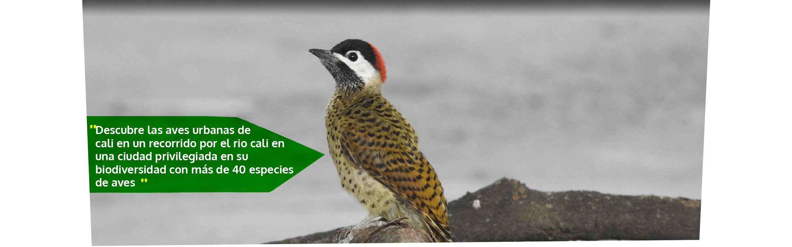 Beyond Colombia Tours | Tour: Tour de Avistamiento de Aves en el Río Cali