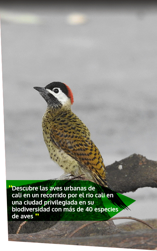 Beyond Colombia Tours | Tour: Birdwatching Tour at Cali River