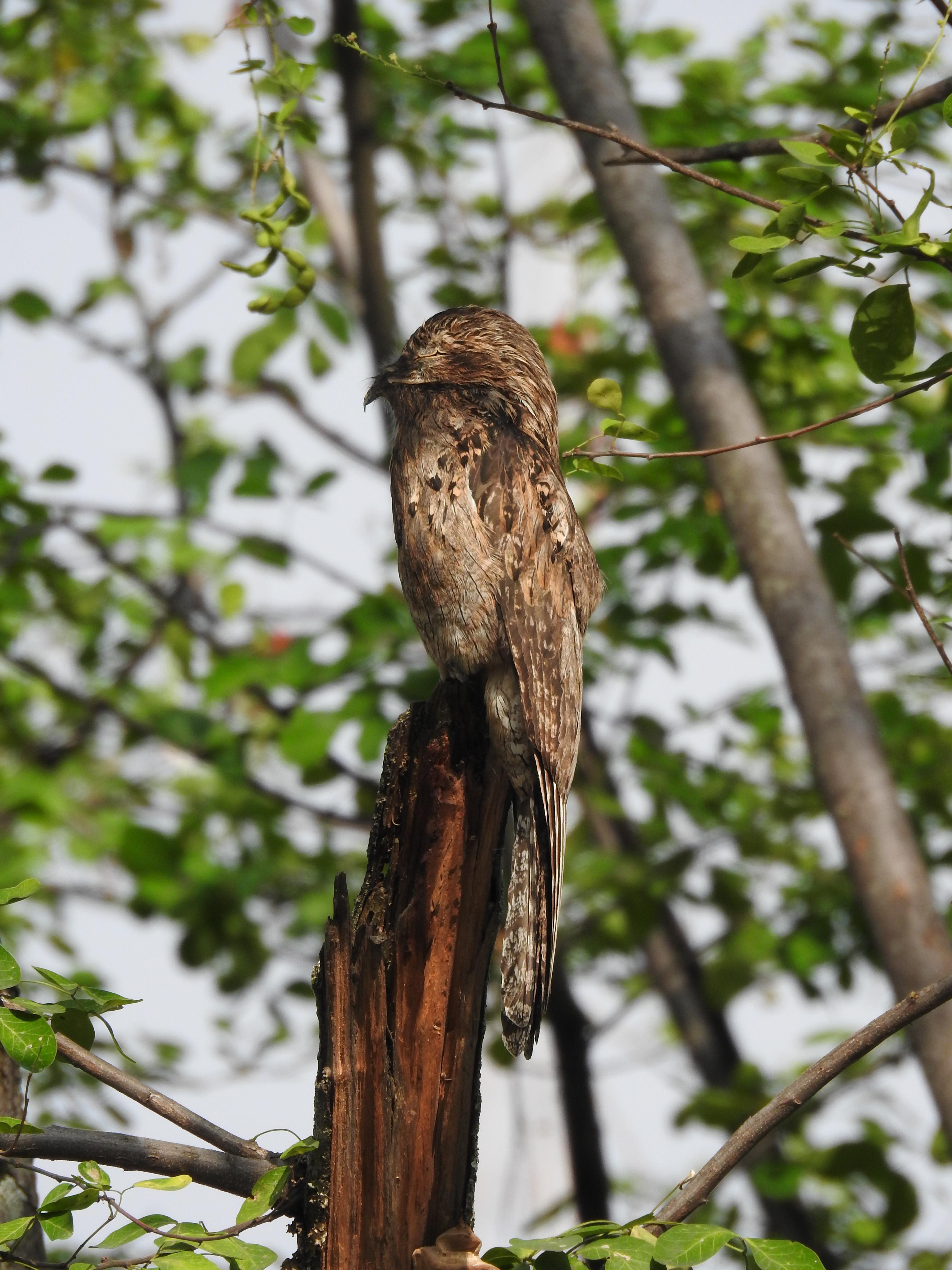 Beyond Colombia Tours | Tour: Birdwatching Tour at Cali River