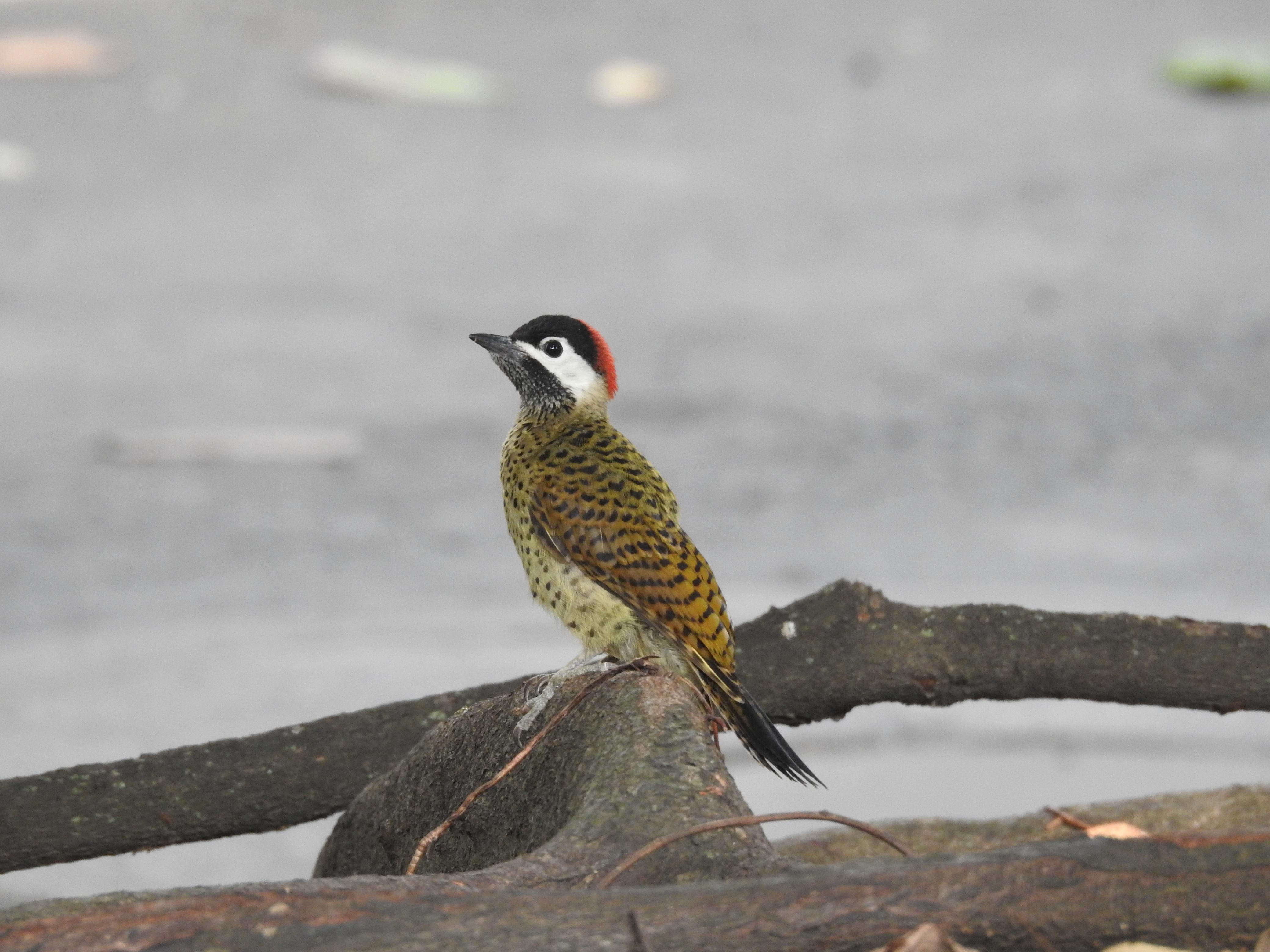 Beyond Colombia Tours | Tour: Birdwatching Tour at Cali River