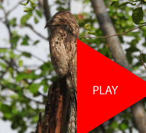 Beyond Colombia Tours | Birdwatching Tour at Cali River