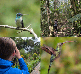 Beyond Colombia Tours | Birdwatching Tour at KM 18