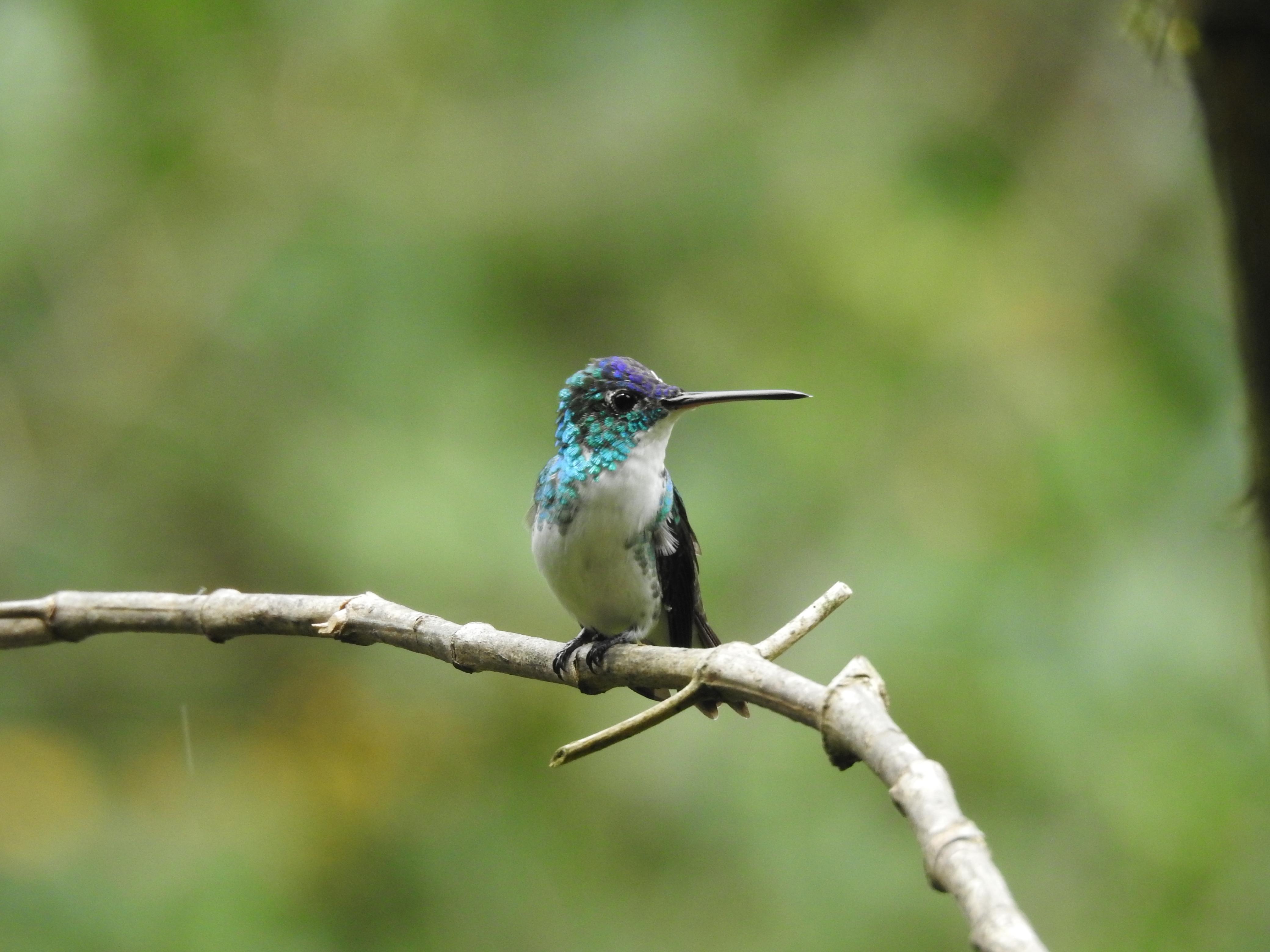 Beyond Colombia Tours | Tour: Birdwatching Tour at KM 18