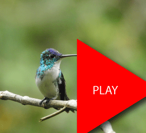 Beyond Colombia Tours | Birdwatching Tour at KM 18