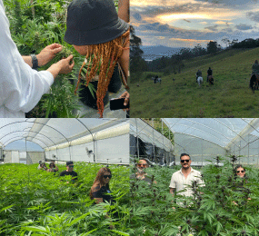 Beyond Colombia Tours | Medicinal Cannabis Farm Experience