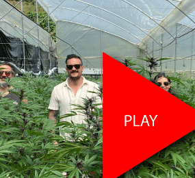 Beyond Colombia Tours | Medicinal Cannabis Farm Experience