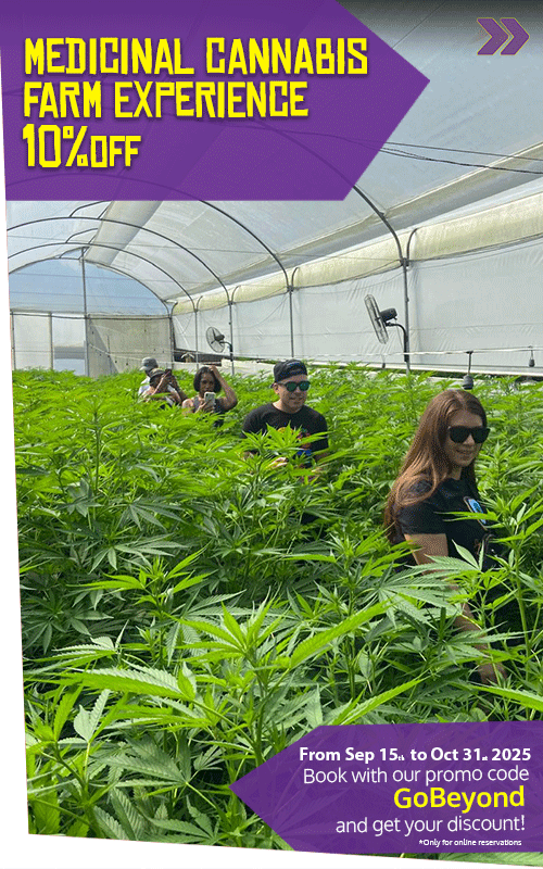 Beyond Colombia Tours | Tour: Medicinal Cannabis Farm Experience