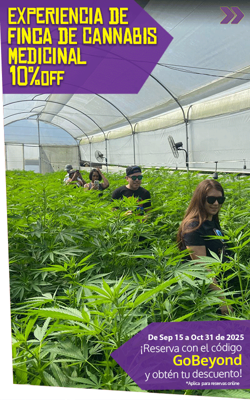 Beyond Colombia Tours | Tour: Medicinal Cannabis Farm Experience