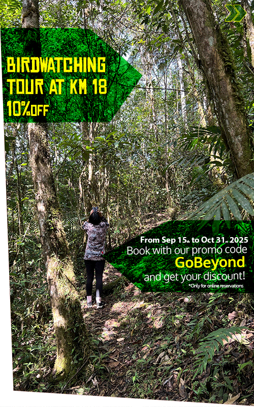 Beyond Colombia Tours | Tour: Birdwatching Tour at KM 18