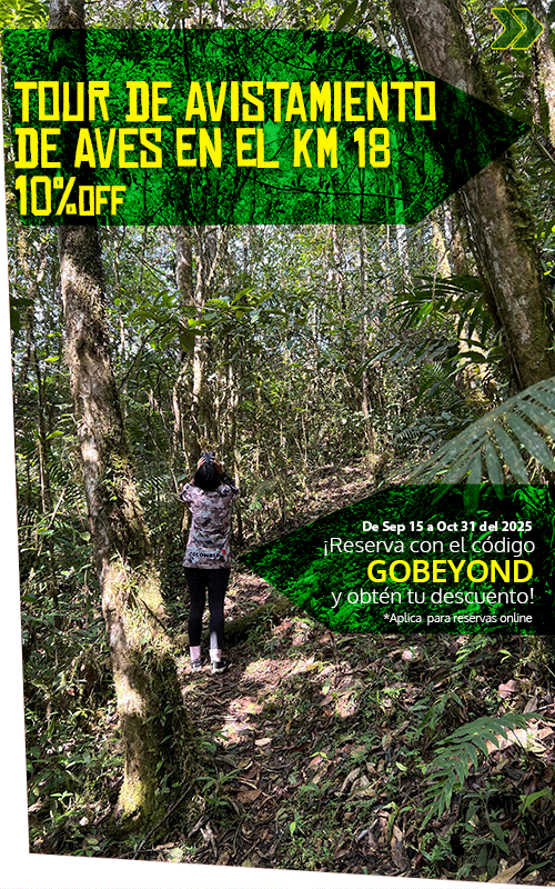 Beyond Colombia Tours | Tour: Birdwatching Tour at KM 18