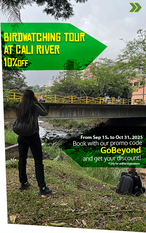 Beyond Colombia Tours | Tour: Birdwatching Tour at Cali River
