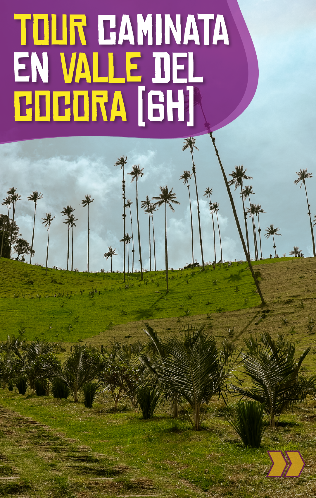 Beyond Colombia Tours | Tour: Valle del Cocora Hike Tour (6h)