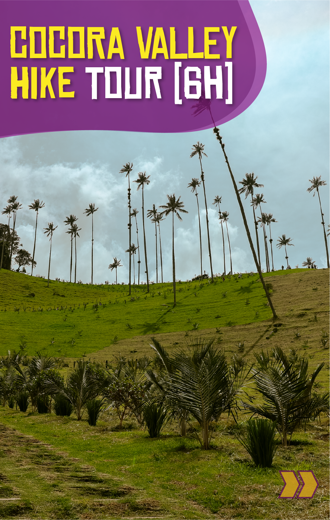 Beyond Colombia Tours | Tour: Valle del Cocora Hike Tour (6h)