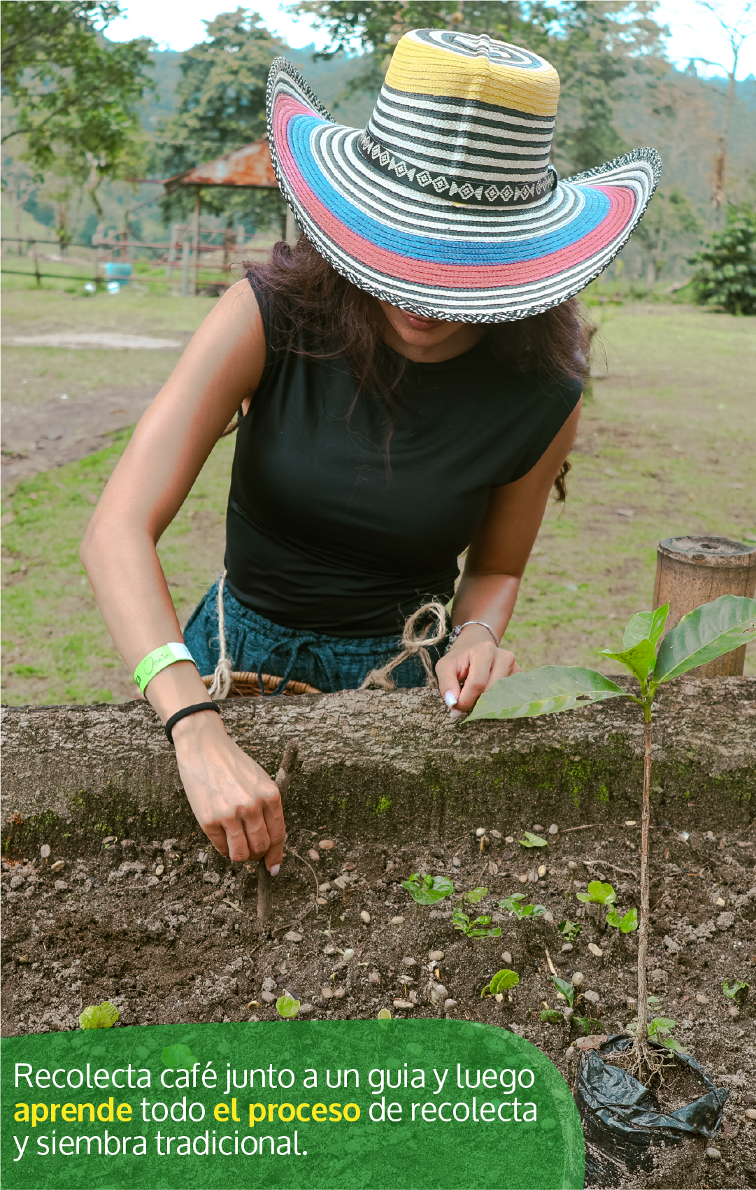 Beyond Colombia Tours | Tour: El Ocaso Coffee Farm Tour in Salento