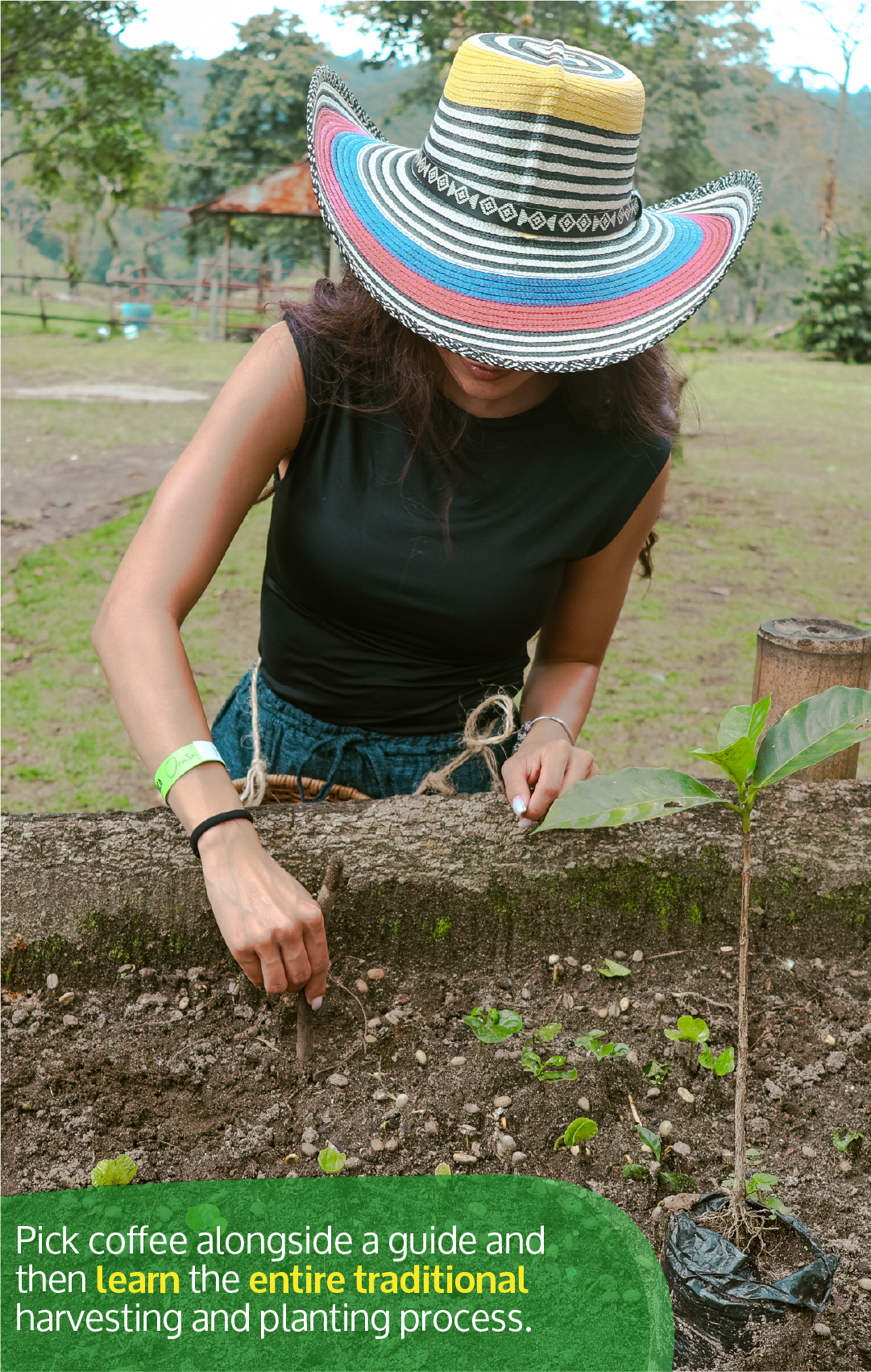 Beyond Colombia Tours | Tour: El Ocaso Coffee Farm Tour in Salento