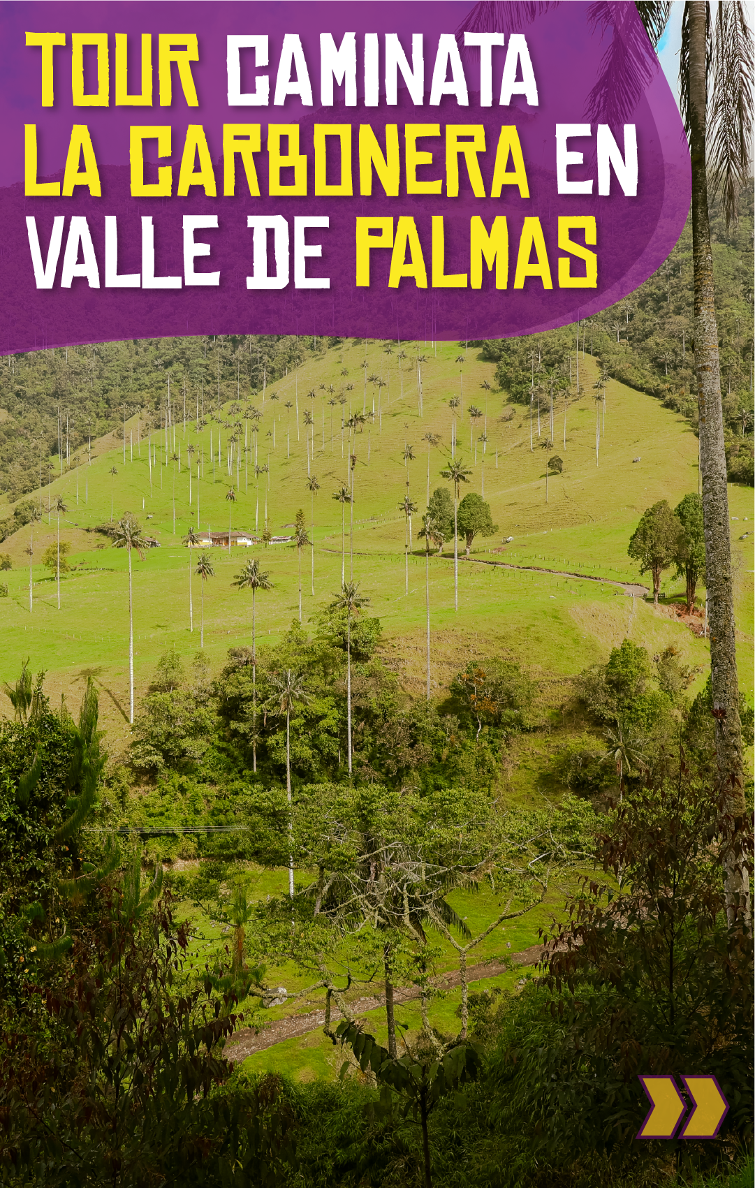 Beyond Colombia Tours | Tour: La Carbonera Wax Palm Forest Hike & Downhill on Bike