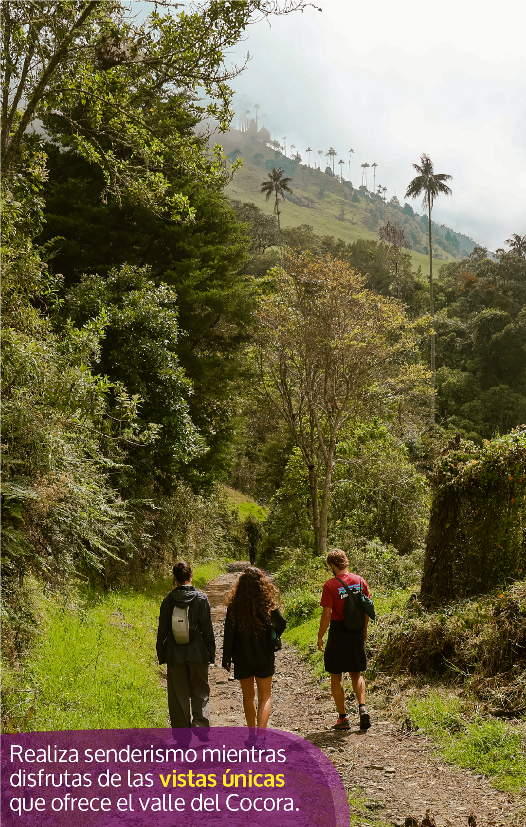 Beyond Colombia Tours | Tour: La Carbonera Wax Palm Forest Hike & Downhill on Bike