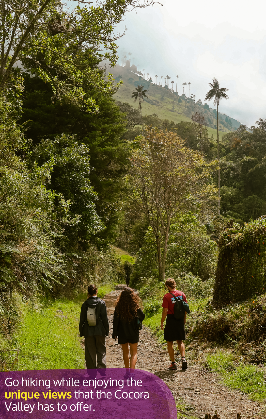 Beyond Colombia Tours | Tour: La Carbonera Wax Palm Forest Hike & Downhill on Bike