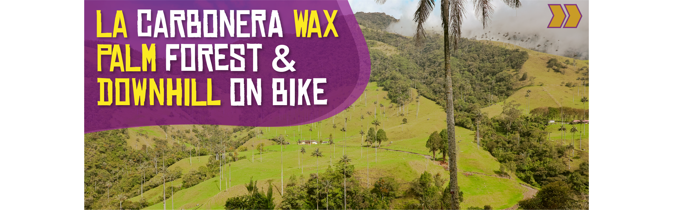 Beyond Colombia Tours | Tour: La Carbonera Wax Palm Forest Hike & Downhill on Bike