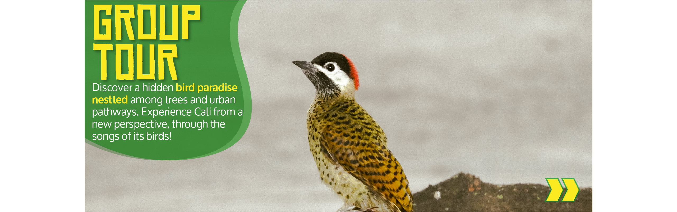 Beyond Colombia Tours | Tour: Birdwatching Tour at Cali River