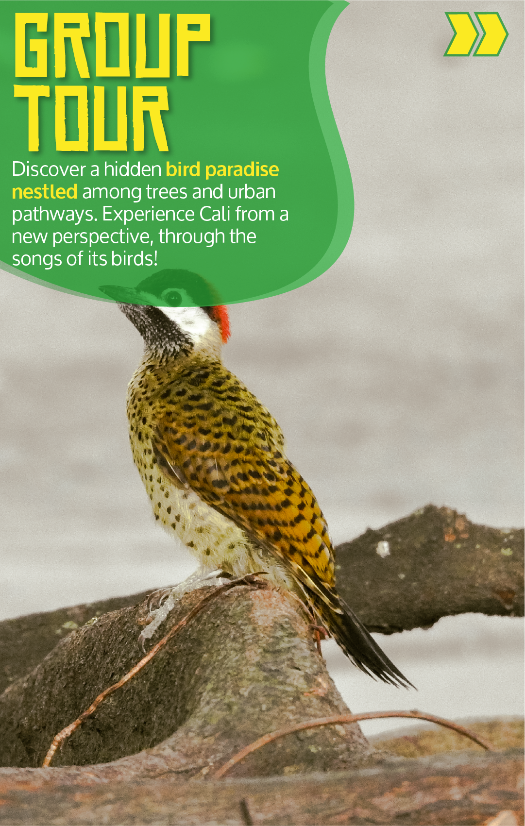 Beyond Colombia Tours | Tour: Birdwatching Tour at Cali River