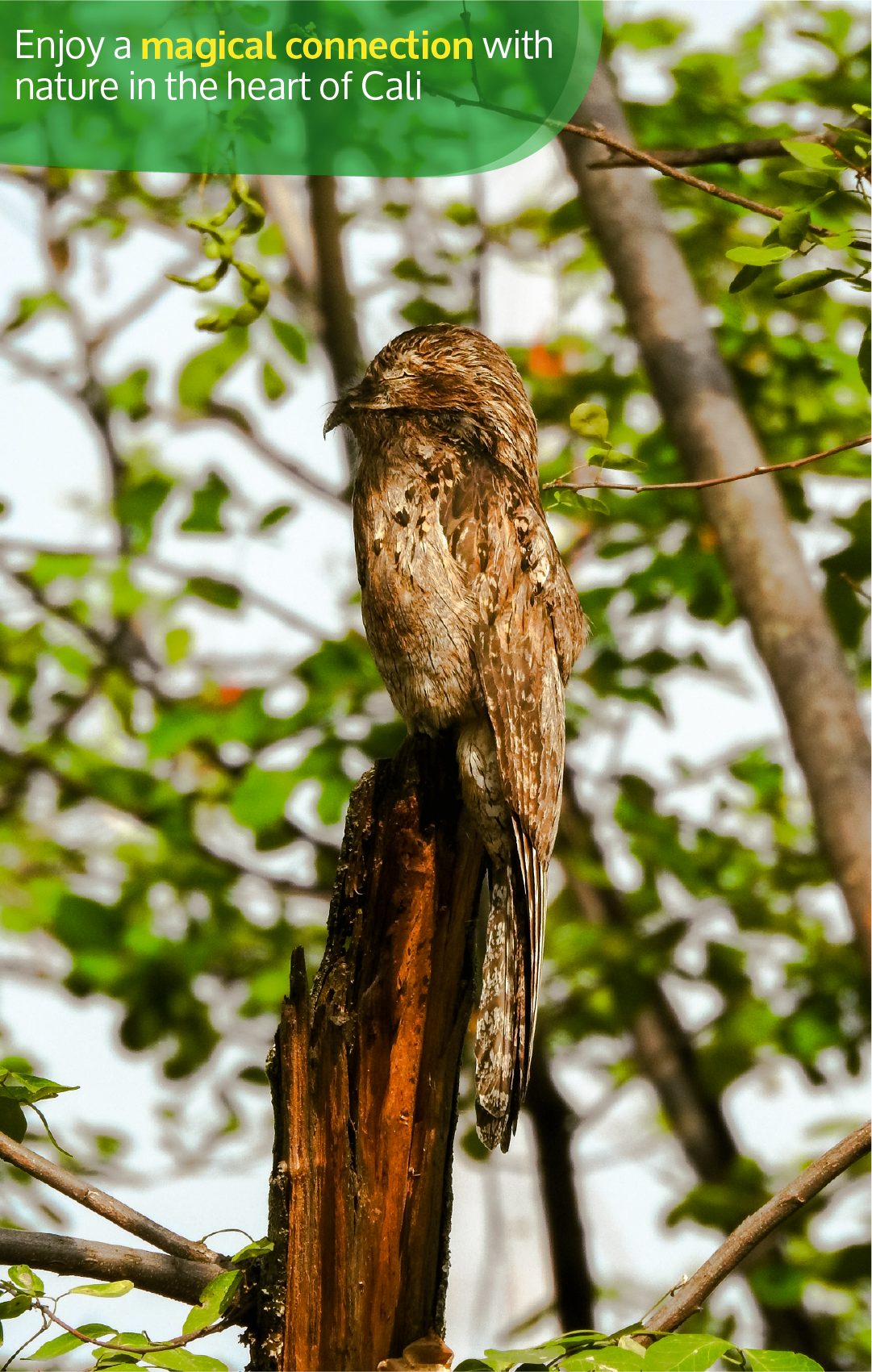 Beyond Colombia Tours | Tour: Birdwatching Tour at Cali River