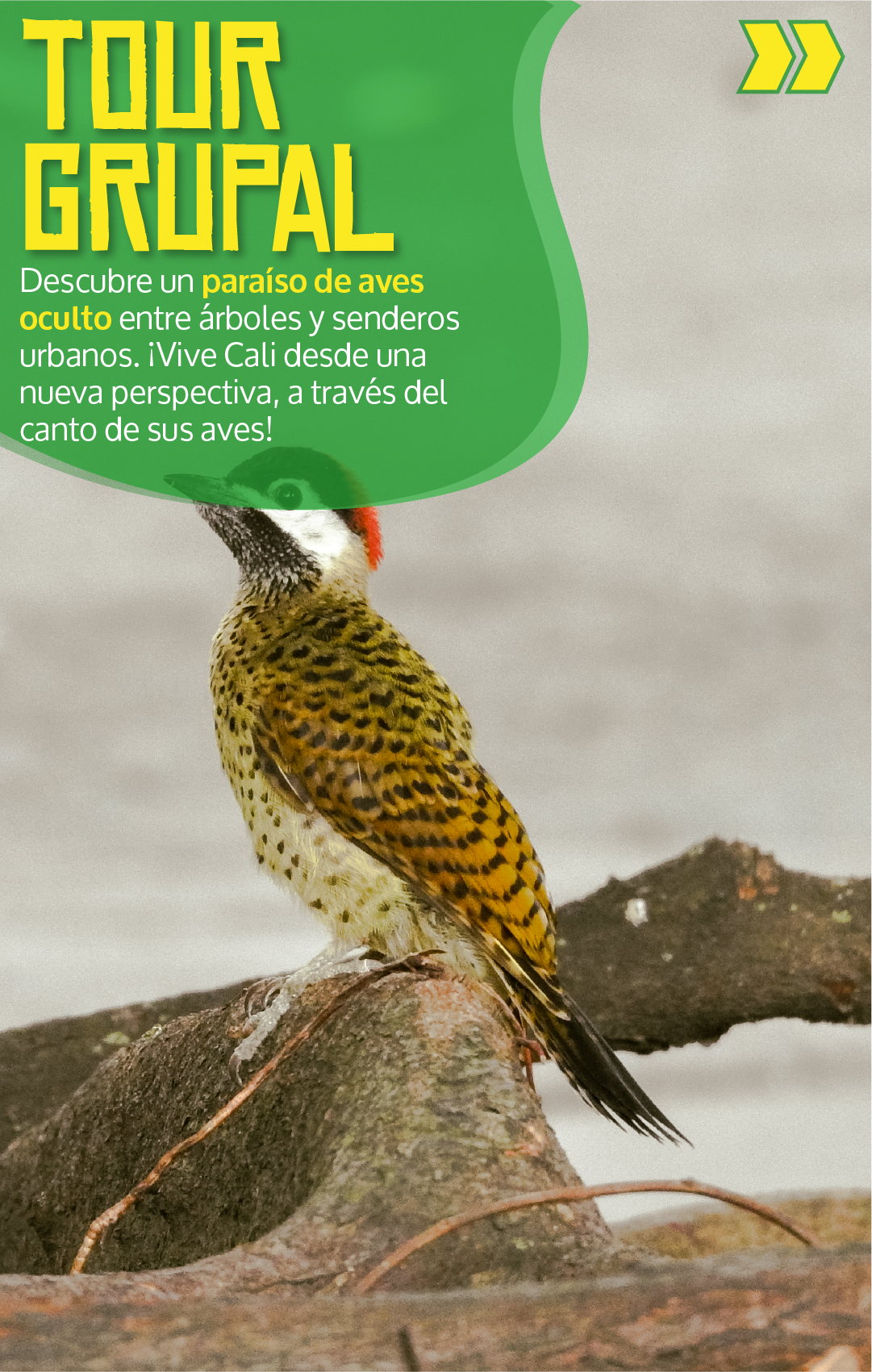 Beyond Colombia Tours | Tour: Birdwatching Tour at Cali River