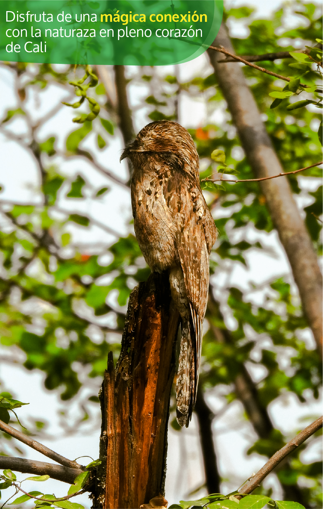 Beyond Colombia Tours | Tour: Birdwatching Tour at Cali River