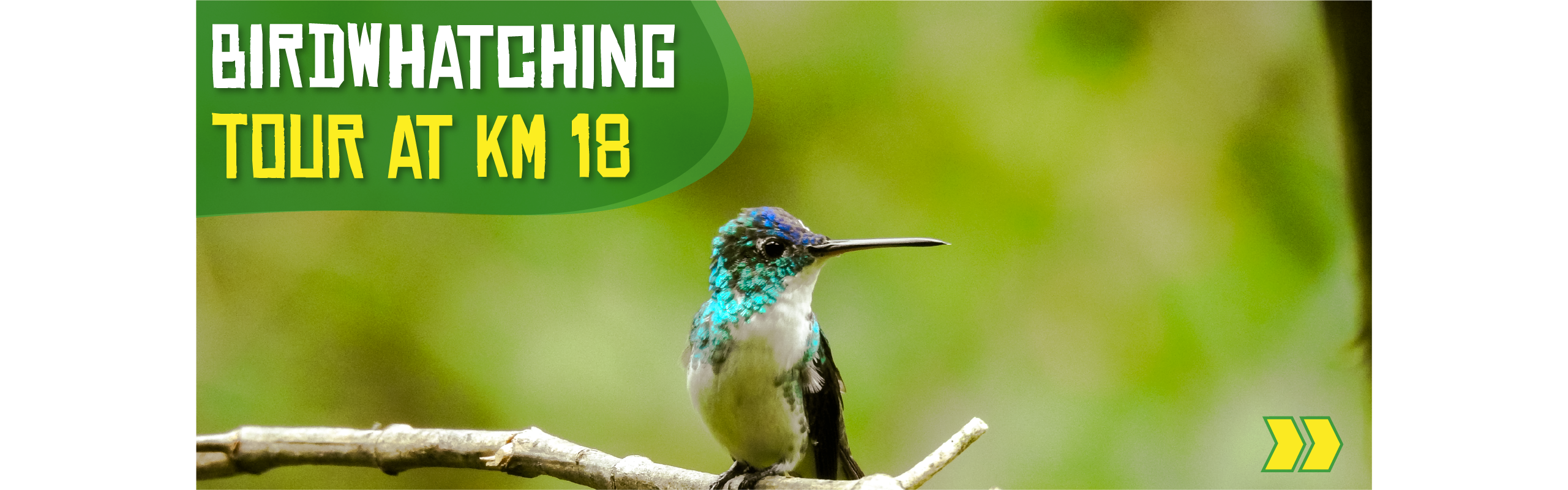 Beyond Colombia Tours | Tour: Birdwatching Tour at KM 18