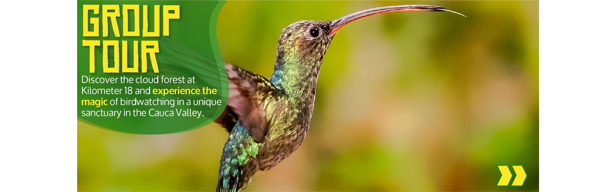 Beyond Colombia Tours | Tour: Birdwatching Tour at KM 18