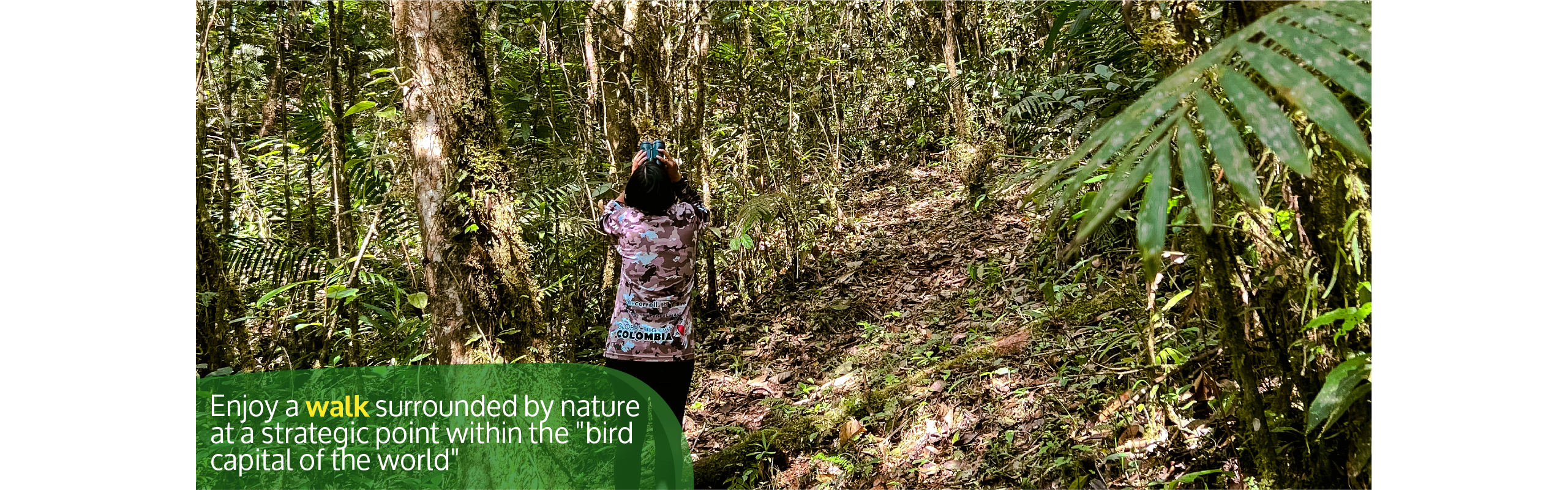 Beyond Colombia Tours | Tour: Birdwatching Tour at KM 18