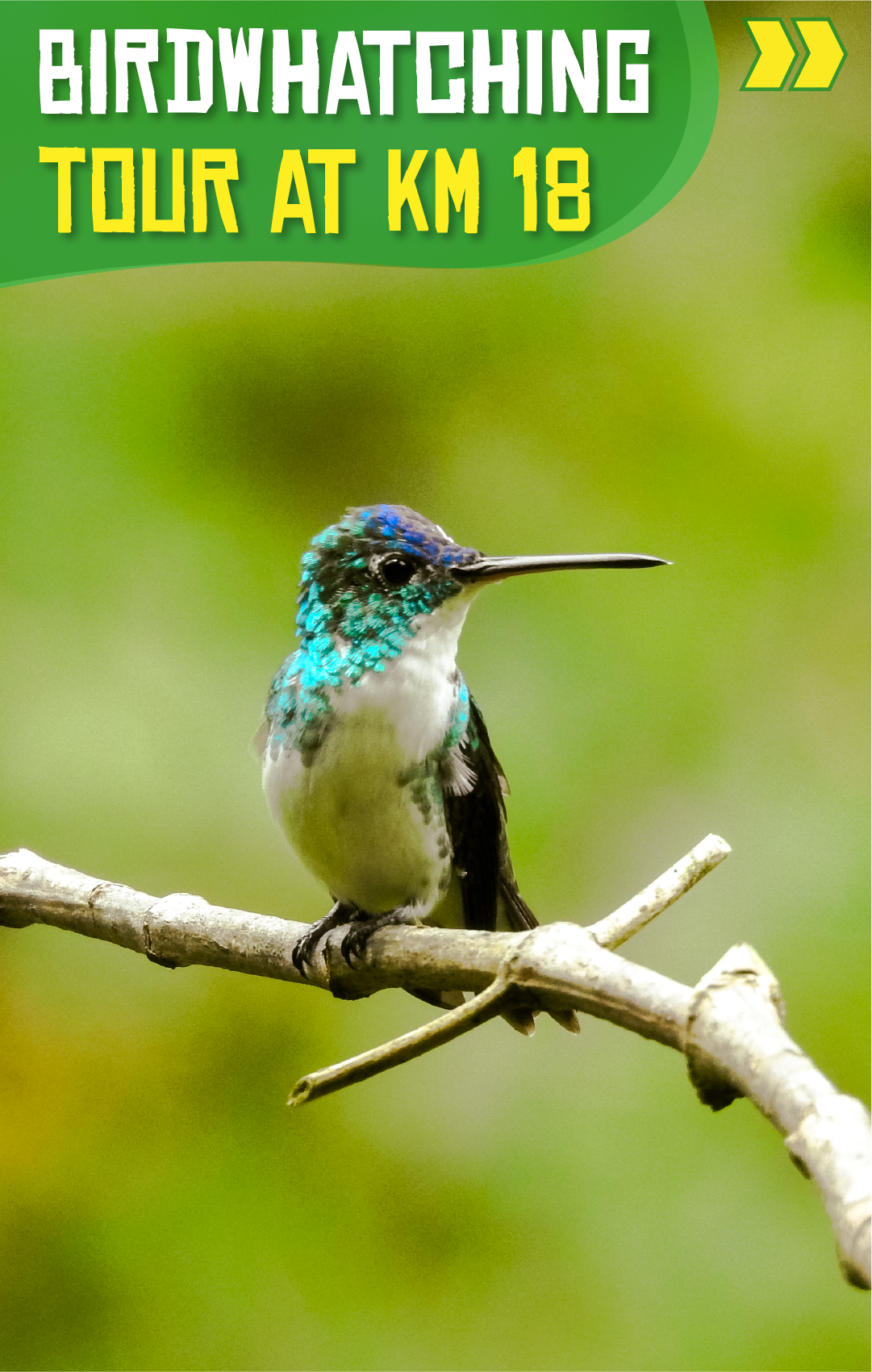 Beyond Colombia Tours | Tour: Birdwatching Tour at KM 18