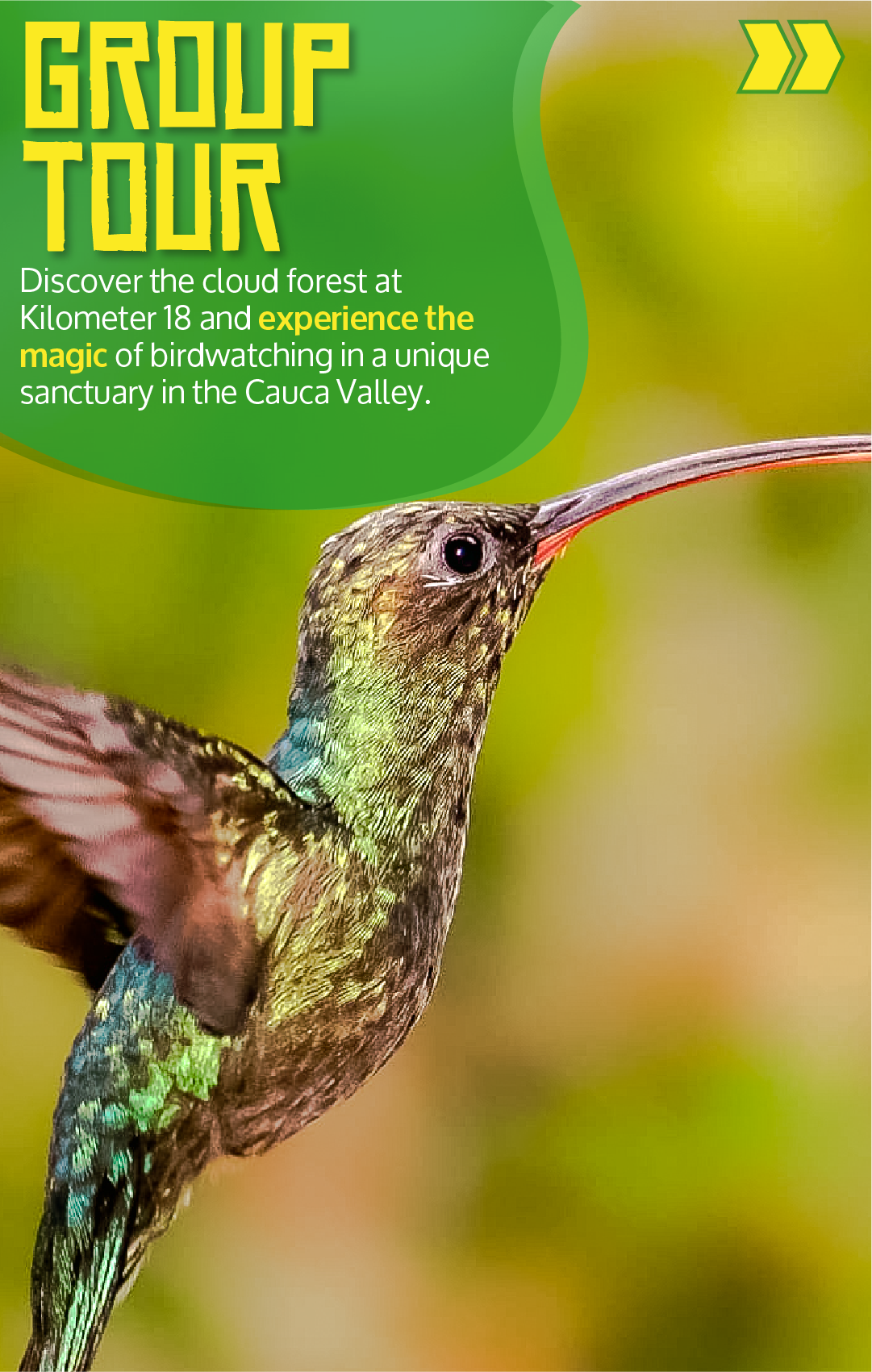 Beyond Colombia Tours | Tour: Birdwatching Tour at KM 18