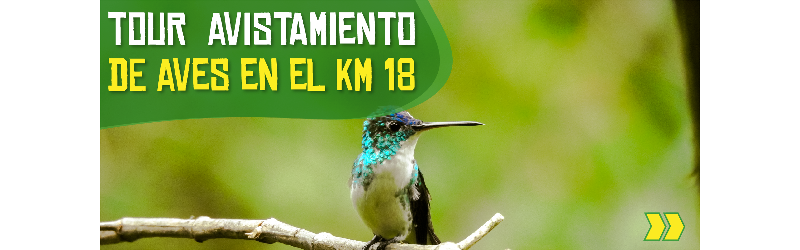 Beyond Colombia Tours | Tour: Tour de Avistamiento de Aves en el KM 18