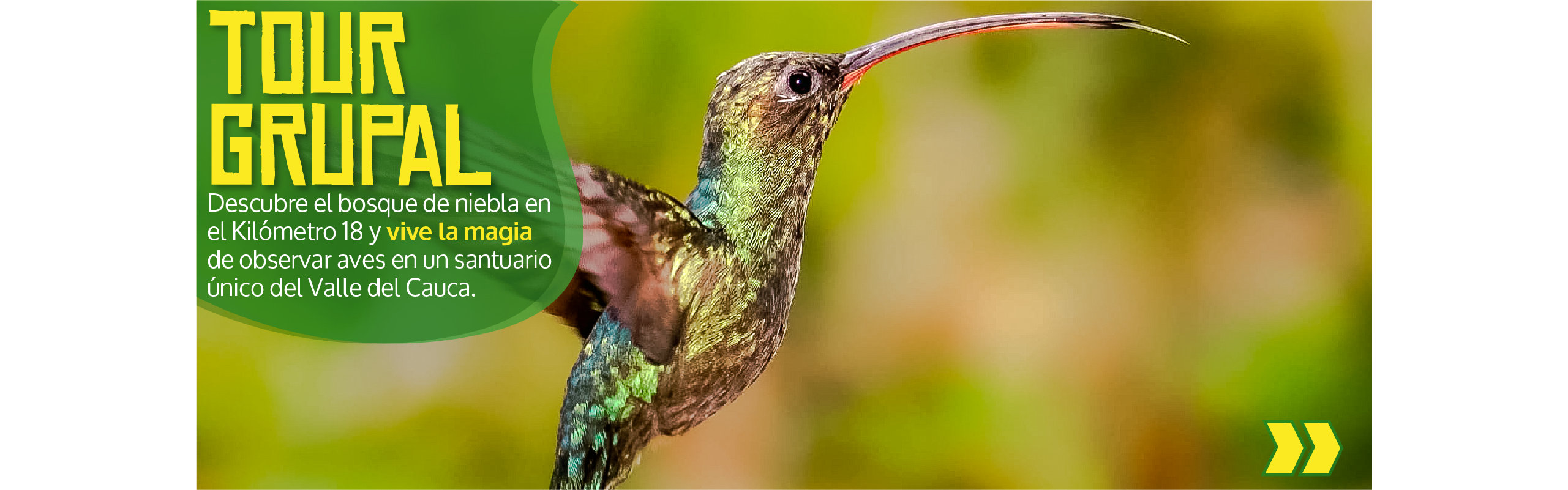 Beyond Colombia Tours | Tour: Tour de Avistamiento de Aves en el KM 18