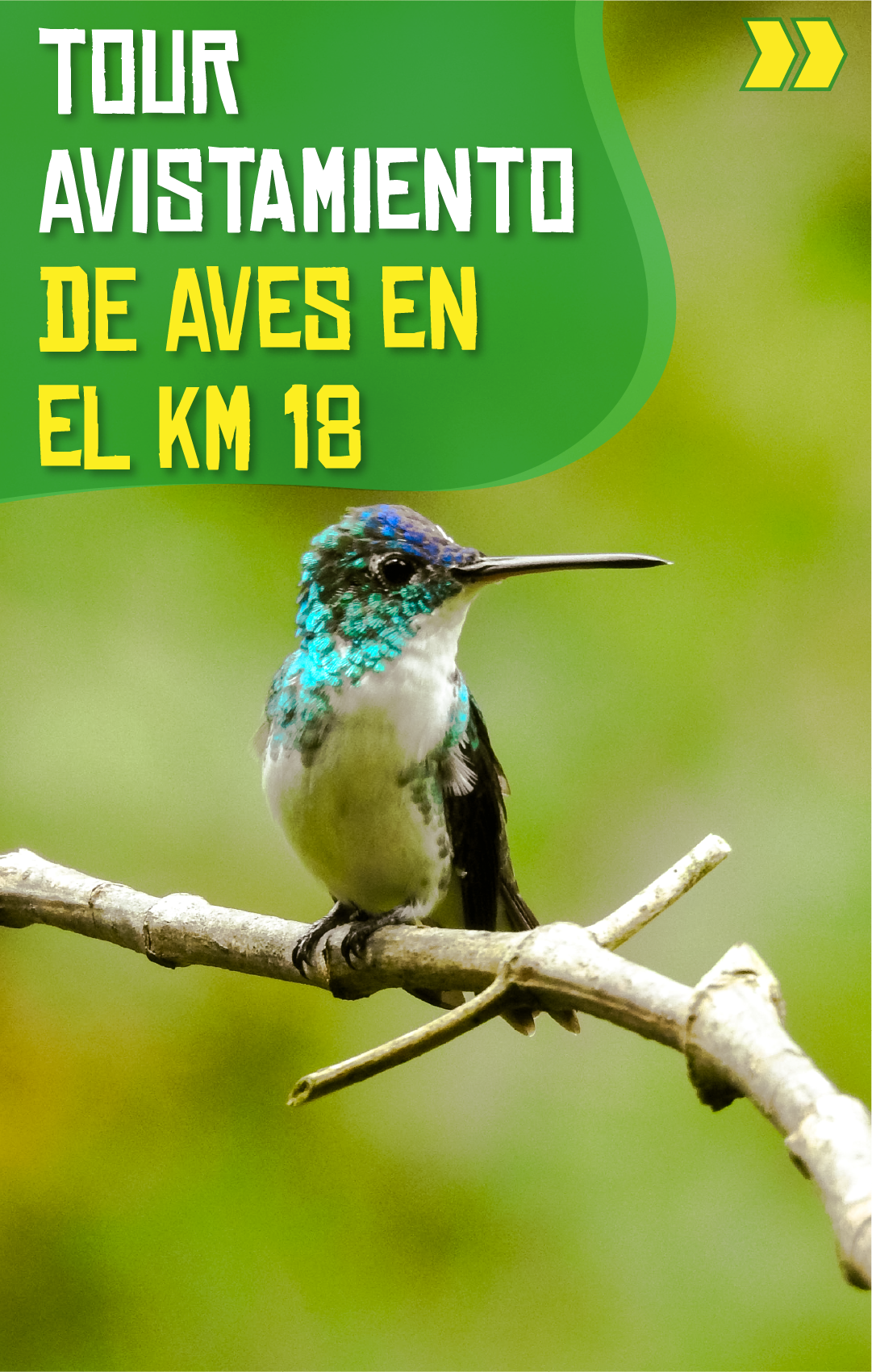 Beyond Colombia Tours | Tour: Birdwatching Tour at KM 18